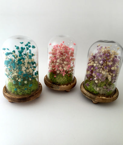 Star Fairies